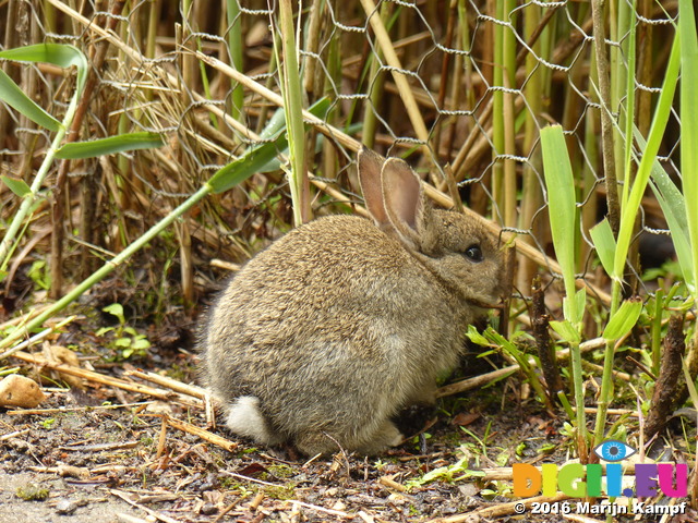 FZ030036 Small bunny rabbit